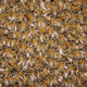 Image for article titled Bees pay a steep price for that whole "perpetuating the species" thing